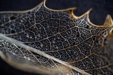 Close up of Dried Out Old Holly Leaf