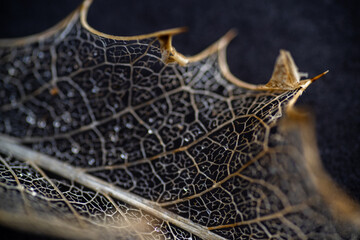 Close up of Dried Out Old Holly Leaf