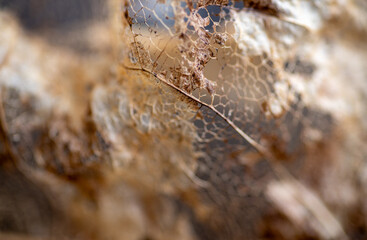 Close up of Dried Out Old Tree Leaf 