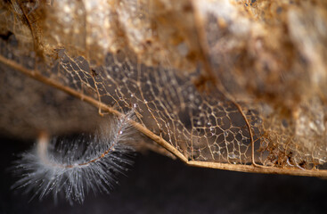 Close up of Dried Out Old Tree Leaf 