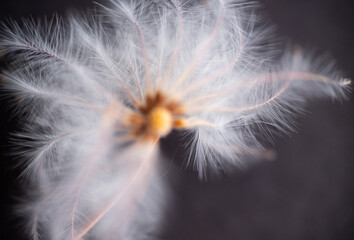 Naklejka premium Close up of White Fuzzy Seeds on Dark Background