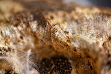 Close up of Dried Out Old Tree Leaf 