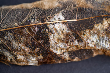 Close up of Dried Out Old Tree Leaf 