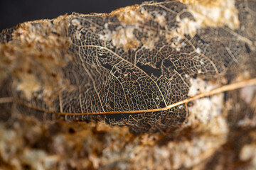 Close up of Dried Out Old Tree Leaf 