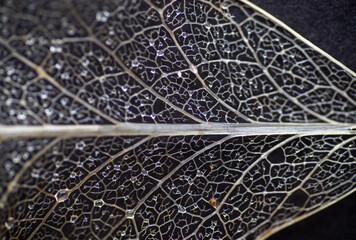 Close up of Dried Out Old Holly Leaf