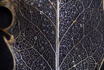 Close up of Dried Out Old Holly Leaf