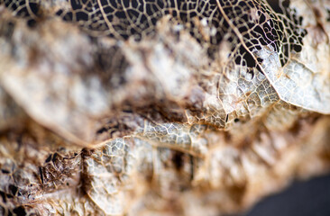 Close up of Dried Out Old Tree Leaf 