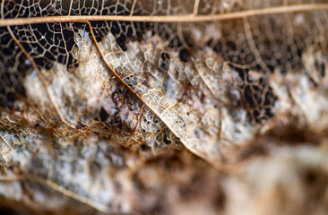 Close up of Dried Out Old Tree Leaf 