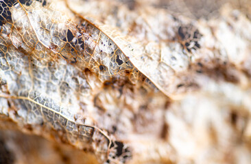Close up of Dried Out Old Tree Leaf 