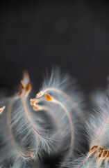 Close up of White Fuzzy Seeds on Dark Background