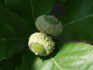 Swamp White Oak tree acorns in autumn, Colorado