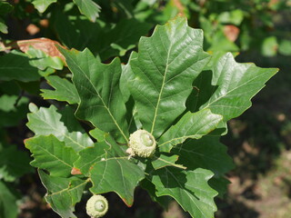 Swamp White Oak tree acorns in autumn, Colorado
