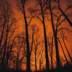 Obraz premium Silhouettes of trees against a vibrant orange sunset.