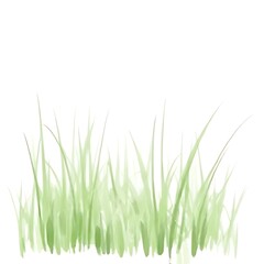 Obraz premium green grass isolated on white background