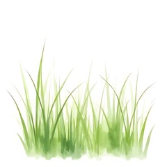 Fototapeta premium green grass isolated on white background