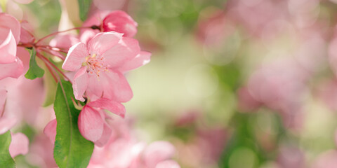 Obraz premium Beautiful apple tree branch at sunlight, spring blooming pink red flowers on blurred background, wide banner with copy space. Aesthetic nature scenic photo, close up fresh blooms at daylight