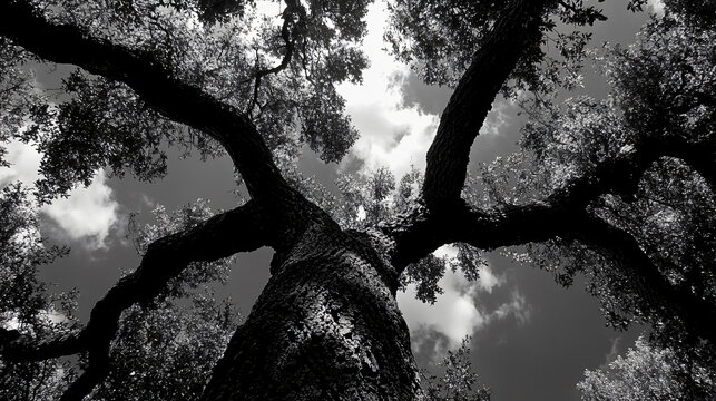 Majestic view from below wide branches centuries-old oak tree,sunlight streaming lush green leaves dramatic black white contrast intricate texture,wood,teak,birch,cork,huge,fir,raw,wild,art,old,earth