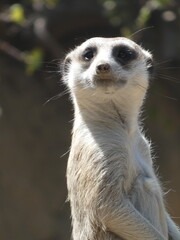 meerkat on the lookout