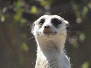 meerkat on guard duty