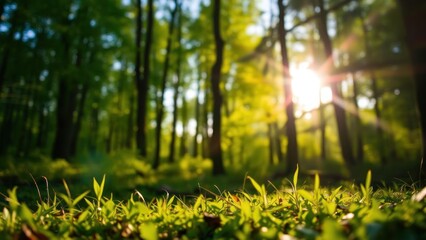 Sunlit Forest: A Tranquil Scene of Nature's Beauty