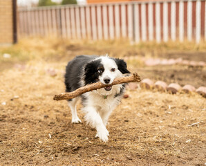 mini fluffy Australian shepherd running in a backyard while carrying a stick in its mouth, looking playful and energetic