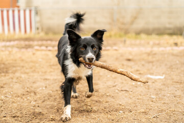 border collie dog running in a dirt yard with a stick in its mouth, looking playful and energetic