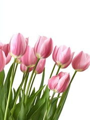 Fototapeta premium Pink Tulips Floral Bouquet Spring Flowers Elegance Beauty