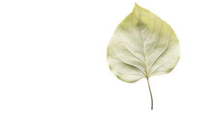 Green leaf on transparent background