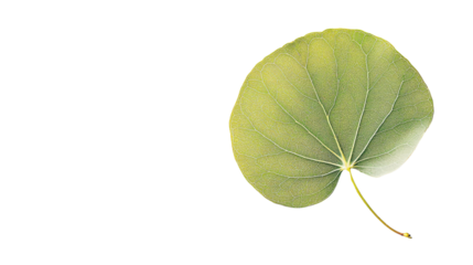 Green leaf on transparent background