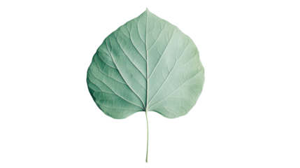 Green leaf on transparent background