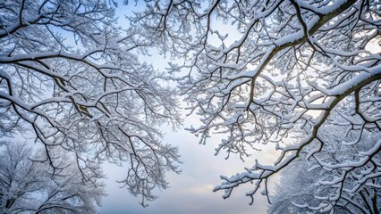 Snow-covered tree branches stretching towards the grey sky with bare winter leaves , nature, trees,  nature, trees, peaceful