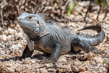Fototapeta premium Wild Iguana Basking in the Sun on Rocky Terrain