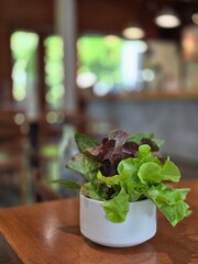 Fresh Lettuce in a White Ceramic Pot