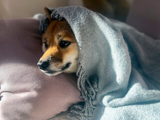 Pensive Shiba Inu with a sorrowful expression, head nestled under a blanket. The mood is reflective and contemplative. High quality close-up photo. copy space available.