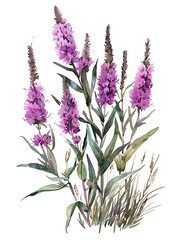 Watercolor Blue Liatris Isolated on White Background. Beautiful Liatris Flower