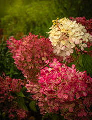 Fototapeta premium Hydrangea blooms in the summer garden