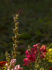 blooming snapdragon with stem with buds