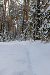 The beauty of the winter frosty snow-covered forest