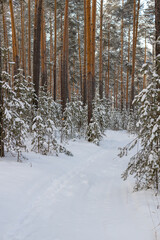 The beauty of the winter frosty snow-covered forest