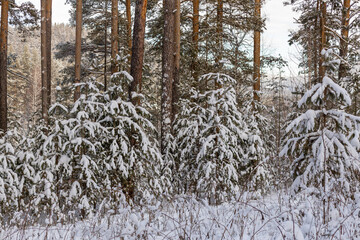 Fototapeta premium The beauty of the winter frosty snow-covered forest
