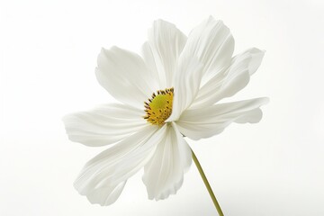 Fototapeta premium White Cosmos Isolated on White Background. Beautiful Cosmos Flower