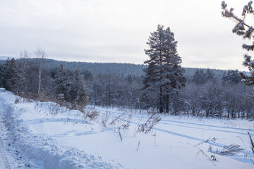 The beauty of the winter frosty snow-covered forest