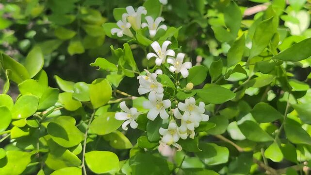 White flowers on a mock orange (Murraya) plant in a garden in Australia