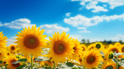 Fototapeta premium Sunflower field with cloudy blue sky. Sunflower landscape