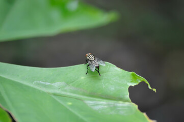 fly or bug on the leaf
