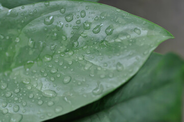 Aglaonema sp, Chinese Evergreen or ARACEAE or Aglaonema and rain droplet