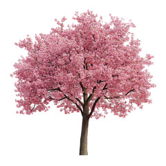 beautiful tree isolated on white.