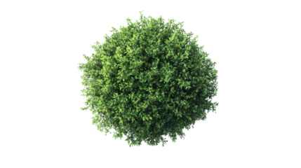 Green bush on transparent background