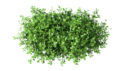 Green bush on transparent background