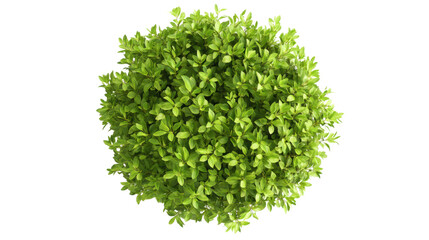 Obraz premium Green bush on transparent background